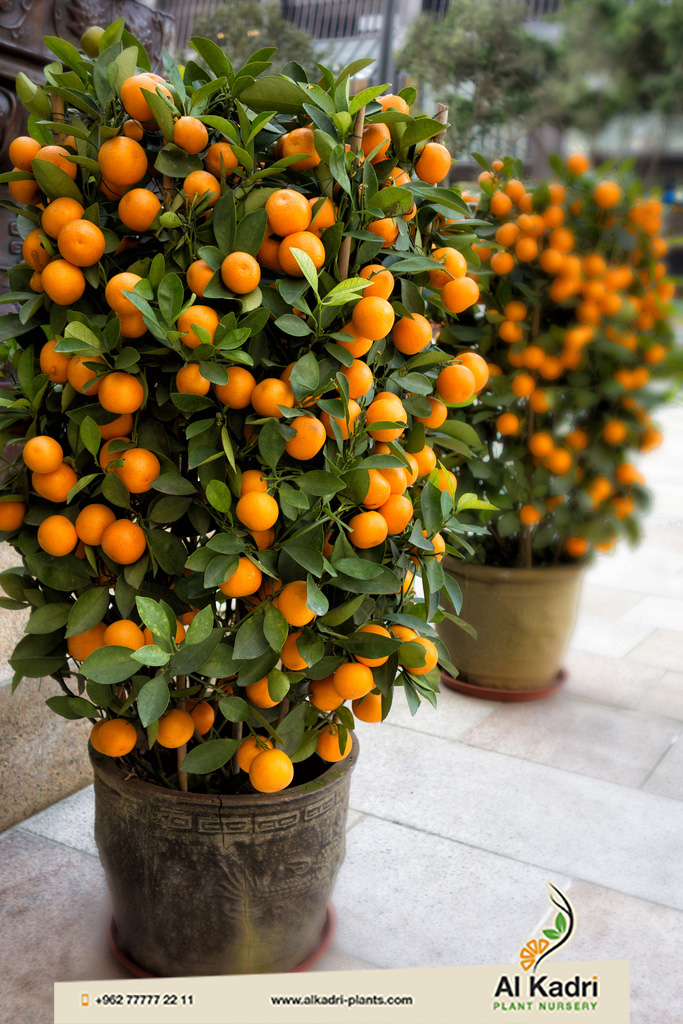 الكمكوات Citrus Japonica مشاتل القادري الزراعية