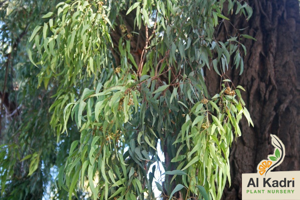الكينا Eucalyptus مشاتل القادري الزراعية